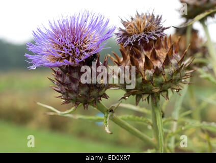 Semences de fleurs et de têtes d'un chardon, Cynara cardunculus cardon Banque D'Images