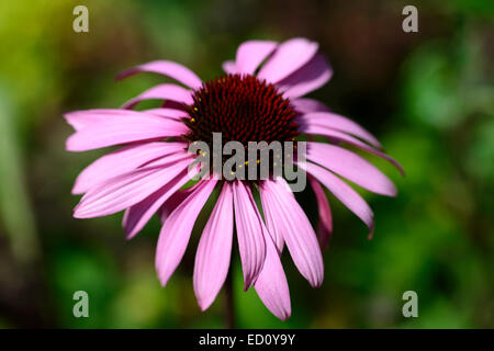 Échinacée purpurea rubinstern fleurs vivaces vivaces Floral RM echinaceas Banque D'Images