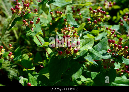 Hypericum fruits rouges St Johns Millepertuis plante médicinale d'arbustes arbustes floraux RM Banque D'Images