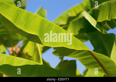 Les feuilles de banane verte on tree Banque D'Images