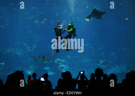 Singapour, Singapour, Singapour. Le 24 décembre, 2014. Visiteurs l'Asie du Sud-Est (SEA) Aquarium de resorts World Sentosa en regardant d'un plongeur qui est habillé en père Noël. La représentation d'hier faisait partie de l'aquarium les fêtes de Noël. Les visiteurs de l'aquarium peut attraper le Père Noël en action trois fois par jour à l'habitat océanique. © Afriadi Hikmal/ZUMA/Alamy Fil Live News Banque D'Images