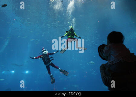 Singapour, Singapour, Singapour. Le 24 décembre, 2014. Visiteurs l'Asie du Sud-Est (SEA) Aquarium de resorts World Sentosa en regardant d'un plongeur qui est habillé en père Noël. La représentation d'hier faisait partie de l'aquarium les fêtes de Noël. Les visiteurs de l'aquarium peut attraper le Père Noël en action trois fois par jour à l'habitat océanique. © Afriadi Hikmal/ZUMA/Alamy Fil Live News Banque D'Images