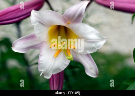 Lilium regale fleurs lys lys royal floraison parfumée blanc lilys vivace bulbeuse ampoule parfumée Floral RM Banque D'Images