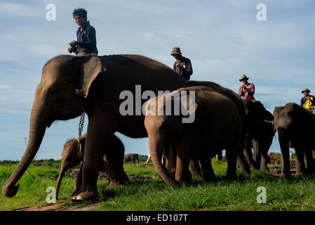 Les gardiens d'éléphants prendre leurs éléphants sur l'alimentation du terrain dans le Parc National de Way Kambas, Indonésie. Banque D'Images