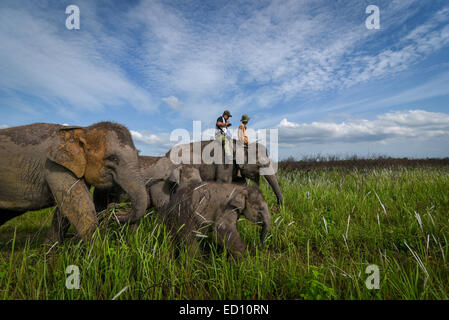 L'équitation d'éléphant dans le Parc National de Way Kambas, Indonésie. Banque D'Images