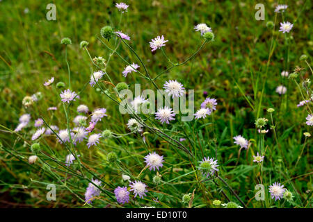 Scabious Succisa pratensis sauvages Devil's bit Scabious wildflower lilas fleurs fleur fleurs floral fleurs RM meadow Banque D'Images