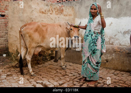 1 rural indien vieille dame et de la vache Banque D'Images