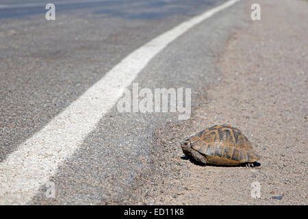 L'Est de la tortue d'Hermann (Testudo hermanni boettgeri) crossing road en Turquie Banque D'Images