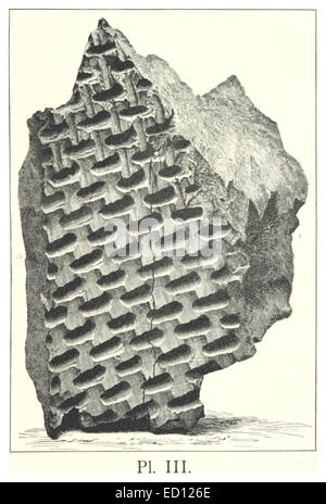 Un fossile découvert dans la mine de Kimberley, l’une des mines de diamants les plus célèbres d’Afrique du Sud. La découverte est importante pour comprendre la vie préhistorique dans la région et l'histoire géologique de la région. Banque D'Images