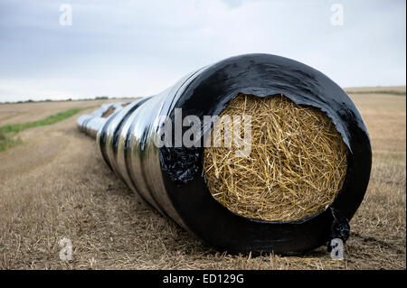 Bottes de paille ronde enveloppée dans une longue comme la forme de saucisse dans un champ dans l'Aberdeenshire en Écosse Banque D'Images