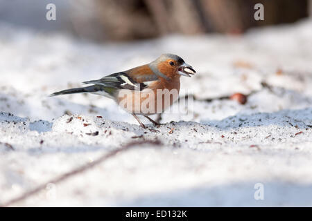 Chaffinch (Fringilla coelebs).Wild Bird dans un habitat naturel. Banque D'Images