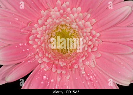 Close-up de spectaculaires fleurs Gerbera rose vif avec des gouttes de rosée sur les pétales / Banque D'Images