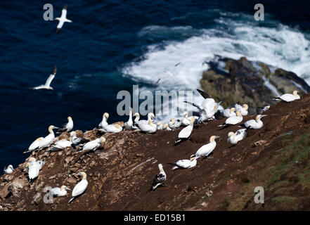 Magnifique à Bassan Troup Head dans Aberdeenshire où plus de 150000 oiseaux reproduction visiter pendant les mois d'été Banque D'Images