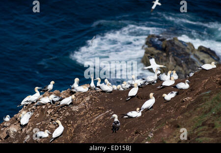 Magnifique à Bassan Troup Head dans Aberdeenshire où plus de 150000 oiseaux reproduction visiter pendant les mois d'été Banque D'Images