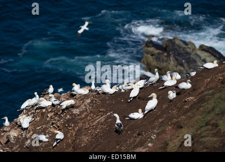 Magnifique à Bassan Troup Head dans Aberdeenshire où plus de 150000 oiseaux reproduction visiter pendant les mois d'été Banque D'Images