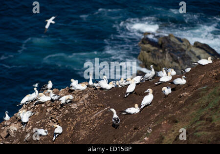 Magnifique à Bassan Troup Head dans Aberdeenshire où plus de 150000 oiseaux reproduction visiter pendant les mois d'été Banque D'Images