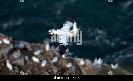 Magnifique à Bassan Troup Head dans Aberdeenshire où plus de 150000 oiseaux reproduction visiter pendant les mois d'été Banque D'Images