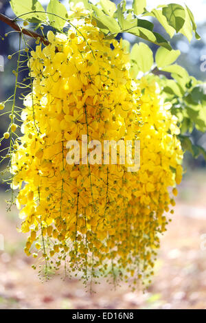 Bouquet de belles jaune exotique sur une branche d'acacia dans les tropiques Banque D'Images