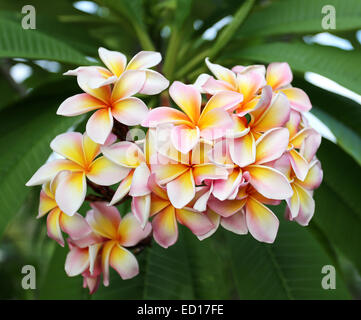 Bouquet de belles plumeria sur une branche dans les tropiques Banque D'Images