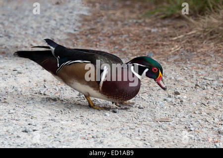 Canard branchu, refuge d'oiseaux Reifel, Westham Island, British Columbia, Canada Banque D'Images