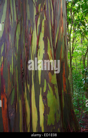 Eucalyptus coloré le long de la route de Hana, Maui, Hawaii. Banque D'Images