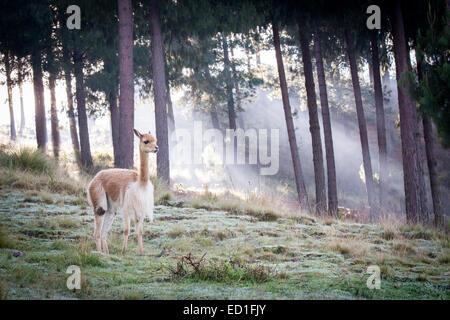 Vicuna tôt le matin de lumière à travers des pins sur colline péruvienne Banque D'Images