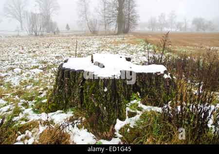 Paysage d'hiver avec de grands vieux tronc stump et le brouillard Banque D'Images