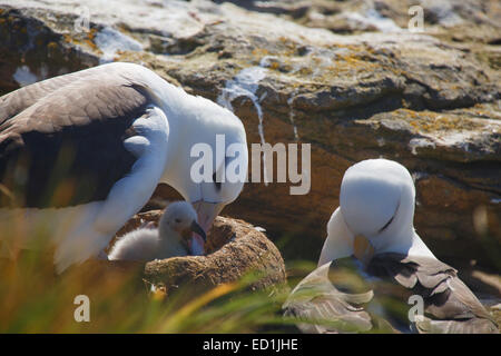 Les albatros à sourcils noirs, nouvelle île Conservation Trust, Nouvelle Île, Îles Falkland. Banque D'Images