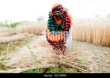 1 Rural Village indien vieille dame blé coupe Banque D'Images