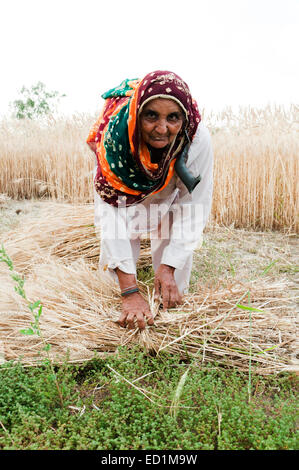 1 Rural Village indien vieille dame blé coupe Banque D'Images