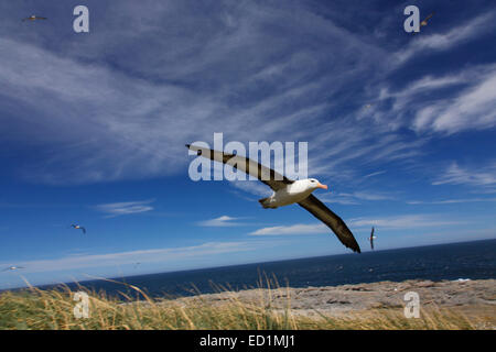 Albatros à sourcils noirs en vol sur Steeple Jason, îles Falkland. Banque D'Images