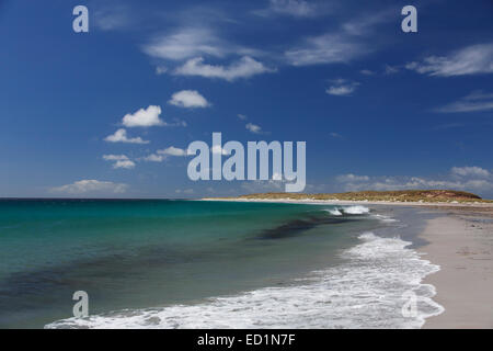 Sea Lion Island, îles Falkland. Banque D'Images