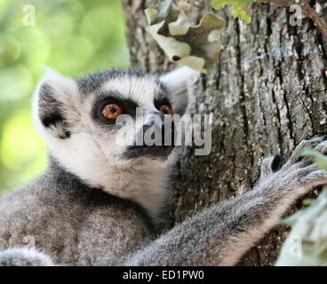 Lemur catta (Maki) de Madagascar contre un tronc et jusqu'à la Banque D'Images