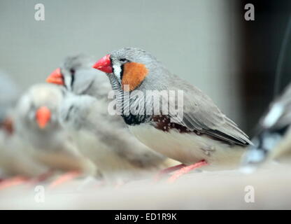 Plusieurs diamant mandarin (Taeniopygia guttata) oiseaux debout sur une branche Banque D'Images