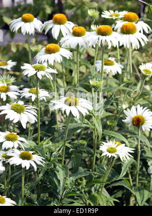 Plusieurs fleurs echinacea purpurea, également connu sous le nom de white swan ou coneflowers Banque D'Images