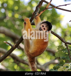 Singe écureuil tenant à une branche (Saimiri sciureus) Banque D'Images