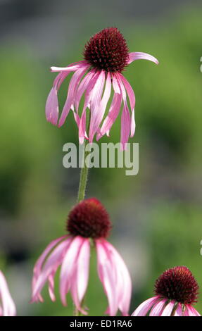 Plusieurs fleurs echinacea purpurea, également connu sous le coucher du soleil ou coneflowers Banque D'Images