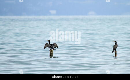 Grand cormoran ou noir shag, (phalacrocorax carbo) diffuser les ailes sur un poster à côté d'autres Banque D'Images