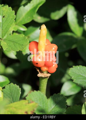 Lords et Ladies (arum maculatum), plante toxique dans la nature Banque D'Images