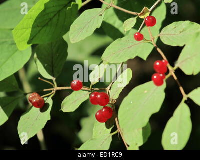 Chèvrefeuille (Lonicera xylosteum) les fruits et les feuilles de fruits sauvages Banque D'Images