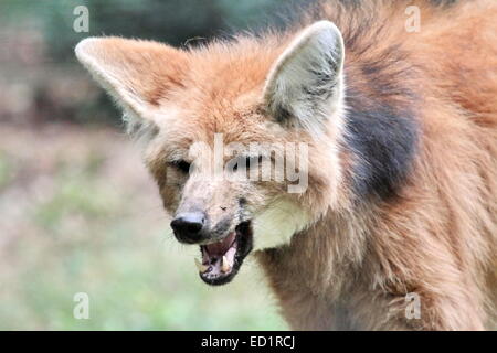 Le loup à crinière (chrysocyon brachyurus) portrait bouche ouverte Banque D'Images