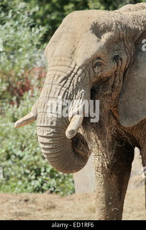 Close up sur de vieux foin manger l'éléphant Banque D'Images