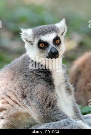 Lemur catta (Maki) de Madagascar assis tranquillement sur le terrain Banque D'Images