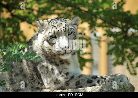 Close up of beautiful snow leopard tête reposant sous branche d'arbre sur une grosse pierre grise Banque D'Images