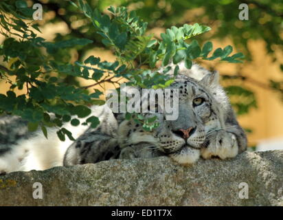 Close up of beautiful snow leopard tête reposant sous branche d'arbre sur une grosse pierre grise Banque D'Images