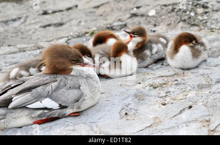 Harle bièvre (Mergus merganser) canard femelle et ses canetons sur une pierre à côté du lac de l'eau Banque D'Images