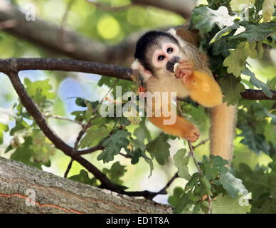 Singe écureuil manger dans un arbre (Saimiri sciureus) Banque D'Images