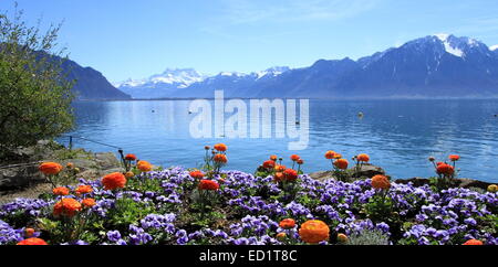 Printemps coloré des fleurs au lac de Genève, Montreux, Suisse. Voir les montagnes des Alpes en arrière-plan. Banque D'Images