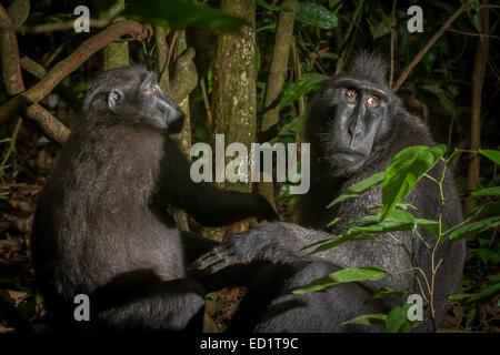 Deux individus de la macaque à crête noire de Sulawesi (Macaca nigra) dans la réserve naturelle de Tangkoko, au nord de Sulawesi, en Indonésie. Banque D'Images