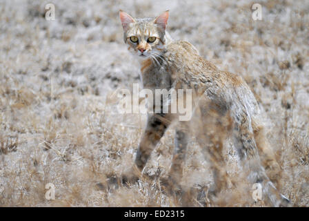 Chat Sauvage Africain (Felis silvestris lybica) en tournant la tête en arrière pour regarder l'appareil photo, le parc national du Serengeti, Tanzanie. Banque D'Images